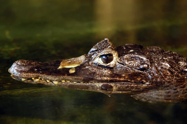 stock image Small crocodile head in the wate