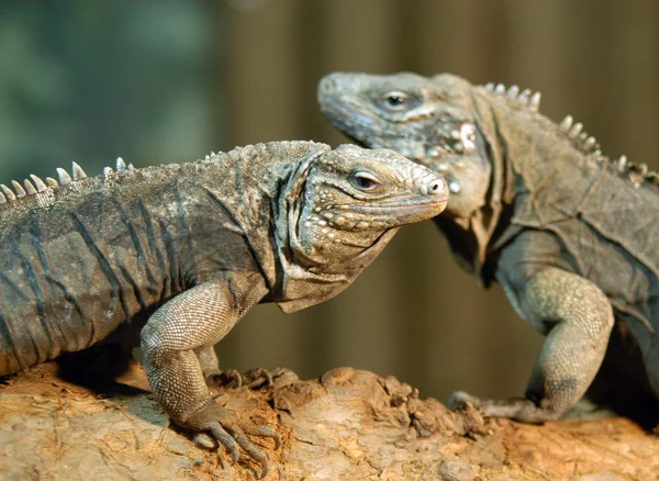 stock image Portrait of couple of iguanas