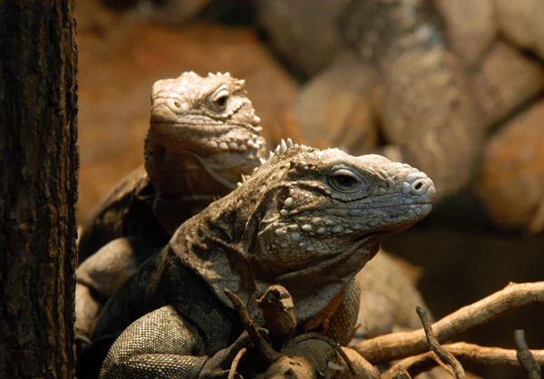 Stock image Portrait of couple of iguanas