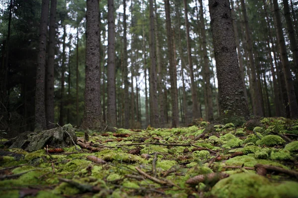 Чешский лес осенью — стоковое фото