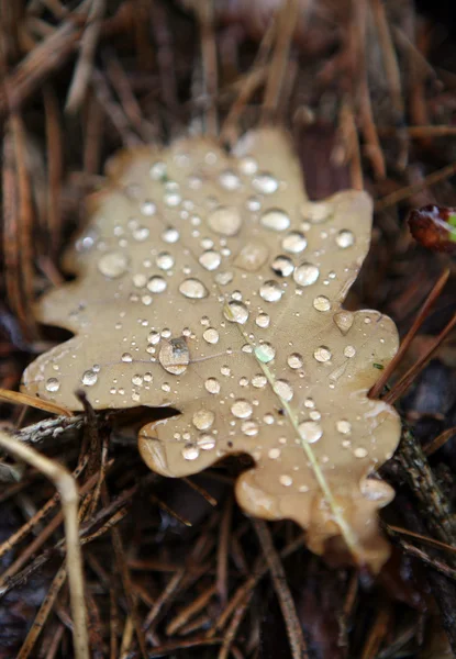 Stock image Moisture on dropped leaf lying in grass