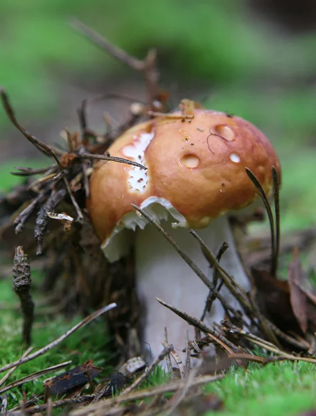 Cogumelos selvagens em crescimento na grama — Fotografia de Stock