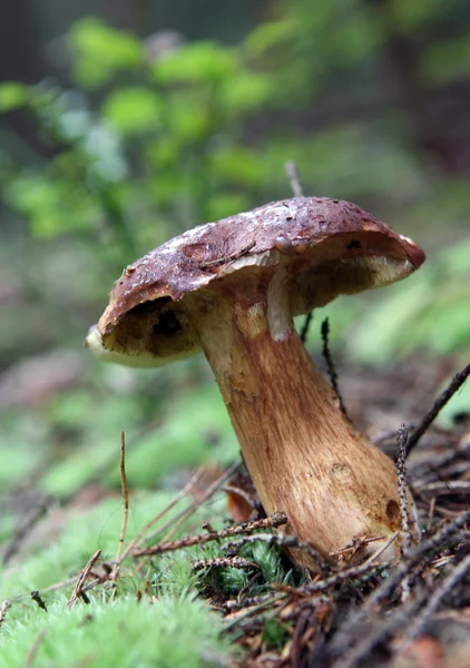 stock image Wild growing mushrooms in the grass