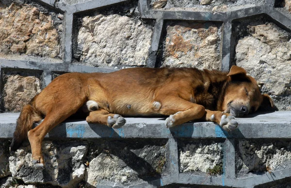 stock image Dog sleeping on the street in San Cristobal
