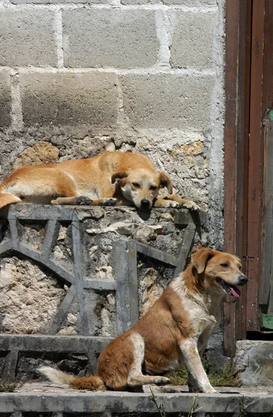 Σκυλιά στον δρόμο στο Σαν Κριστόμπαλ — Φωτογραφία Αρχείου