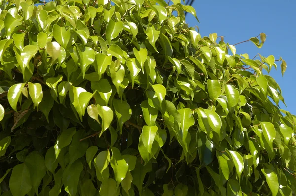 メキシコの緑の植物 — ストック写真