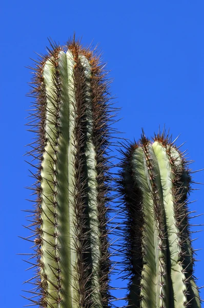 Detail of cactus growing in Puerto Escondido — Stock Photo, Image