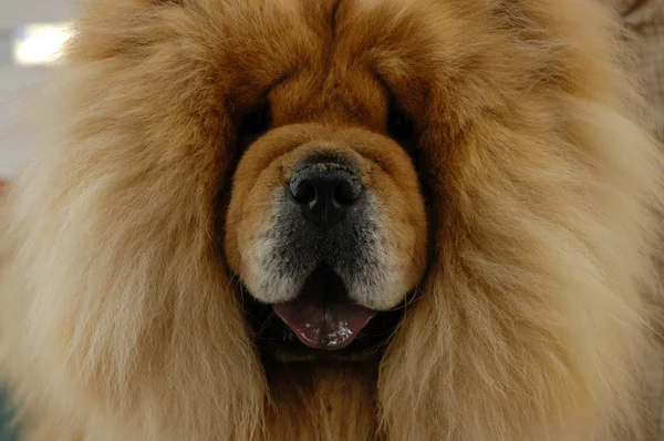 stock image Deatial portrait of the big furry dog