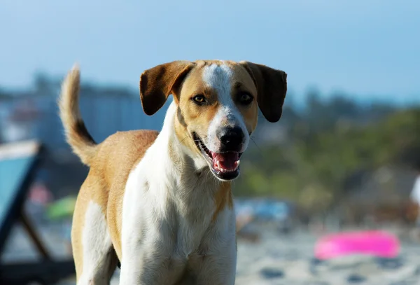 Dog on the beach — Stock Photo, Image