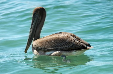 deniz kahverengi Pelikan