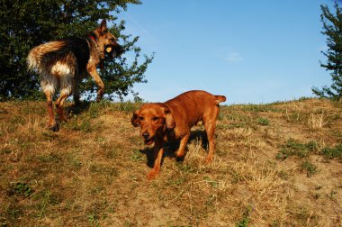 Two young dogs playing on the hill clipart