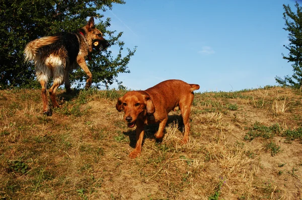 Two young dogs playing on the hill — Stock Photo, Image