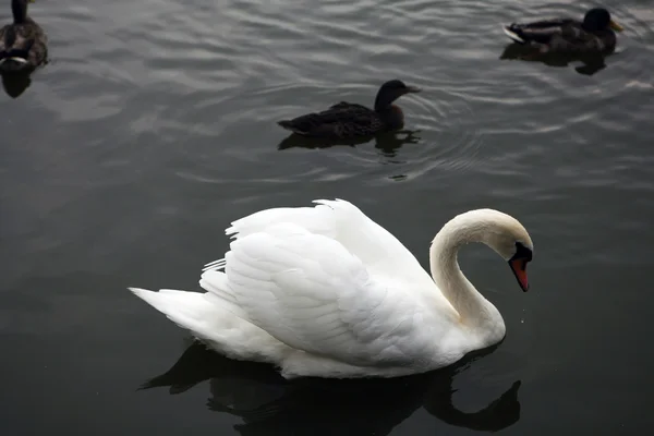 Swan on the water — Stock Photo, Image
