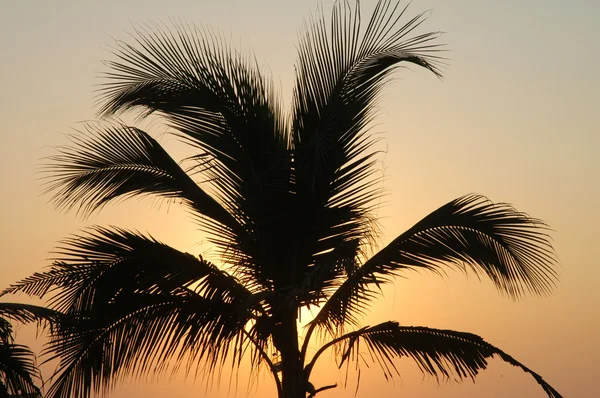 Palm v susnet světla v puerto escondido — Stock fotografie