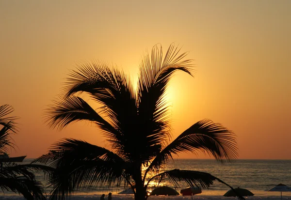 Palmier sous la lumière du soleil à Puerto Escondido — Photo