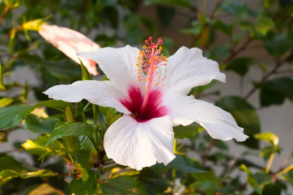 Hibiscus λουλούδια 3 — Φωτογραφία Αρχείου