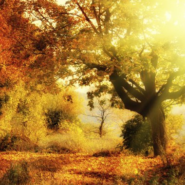 Güneş ışını ile sonbahar orman