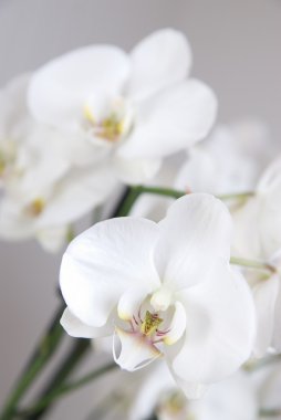 Beyaz Orkide Şubesi
