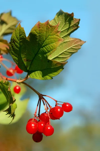 붉은 비부 르눔 열매 — 스톡 사진