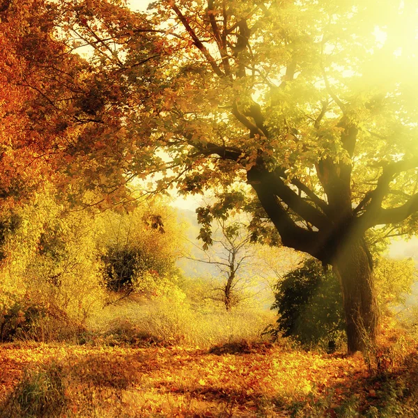 Herfst bos met zon lichtbundel — Stockfoto