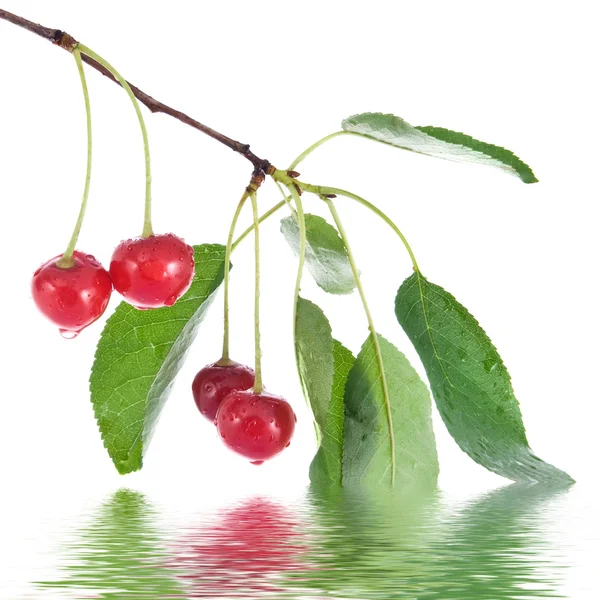 Röda körsbär med blad och vatten — Stockfoto
