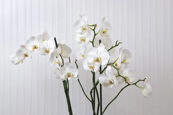 Branche d'orchidée blanche — Photo