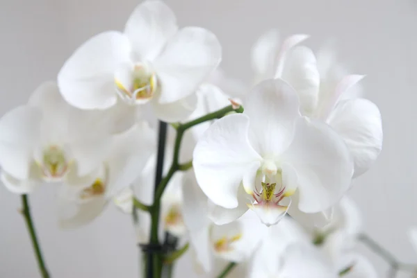 Ветвь белой орхидеи — стоковое фото