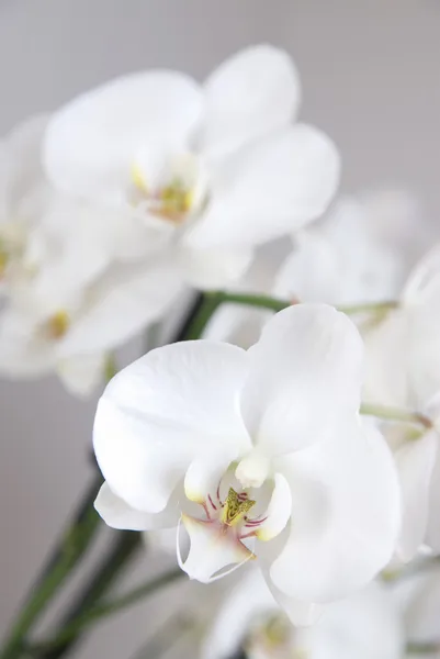 Ramo de orquídea branca — Fotografia de Stock