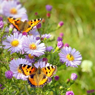 Two butterfly on flowers clipart