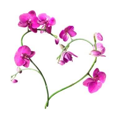 Heart from pink orchids isolated clipart