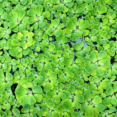 Duckweed