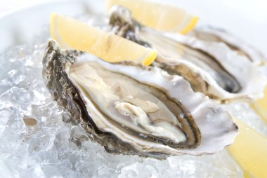 Raw oysters clipart