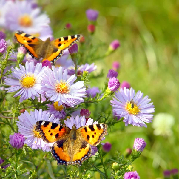 Две бабочки на цветах — стоковое фото