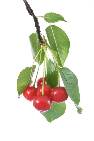 Red cherry with leaves and water drops isolated on white — Stock Photo, Image