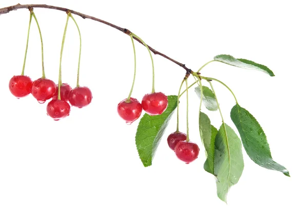 Röda körsbär med blad och vatten droppar isolerade på vit — Stockfoto