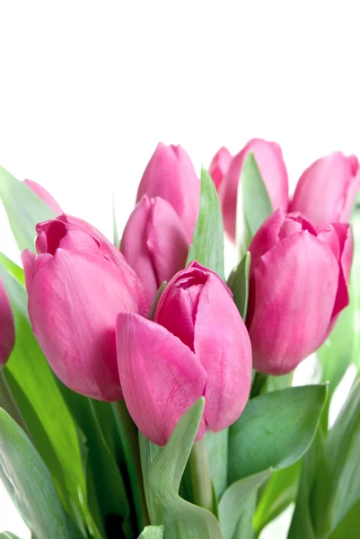 Close-up tulipas rosa isolado em branco — Fotografia de Stock