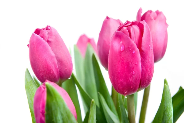 Detailní růžové tulipány izolované na bílém — Stock fotografie