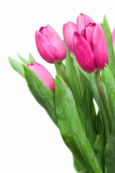 Nahaufnahme rosa Tulpen isoliert auf weiß — Stockfoto