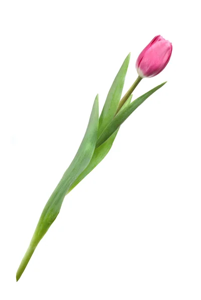 Розовый тюльпан на белом — стоковое фото