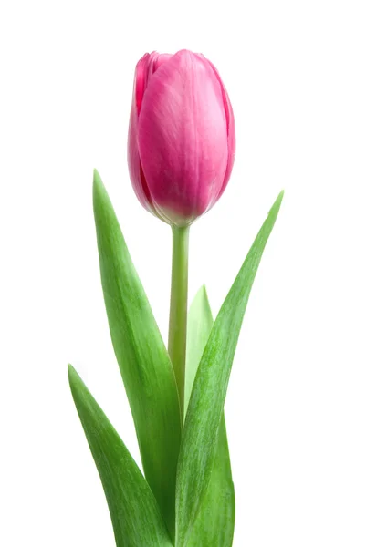 Rózsaszín tulipán izolált fehér — Stock Fotó