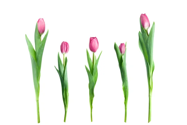 Various pink tulips isolated on white — Stock Photo, Image
