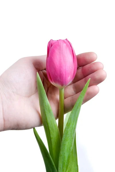 Hand und rosa Tulpe isoliert auf weiß — Stockfoto