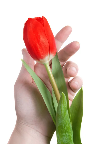 Рука и красный тюльпан изолированы на белом — стоковое фото