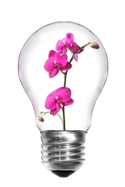 Conceito de energia natural. Lâmpada com orquídea rosa isolada em branco — Fotografia de Stock
