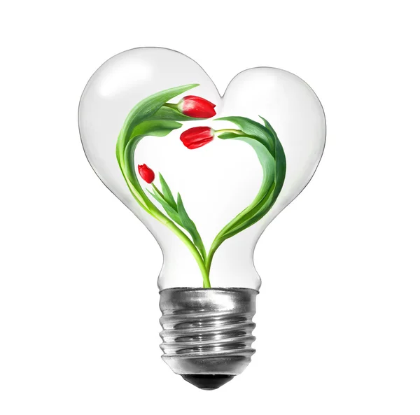 Přírodní energetické koncepce. žárovka s tulipány s tvarem srdce, samostatný — Stock fotografie