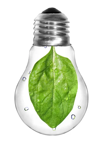 Conceito de energia natural. Lâmpada com folha de espinafre verde no interior isolado — Fotografia de Stock