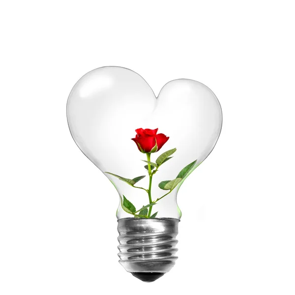 Natuurlijke energieconcept. gloeilamp in de vorm van hart met rode roos binnen ik — Stockfoto