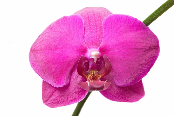 Rosa Orchidee — Stockfoto
