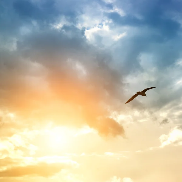 Bird and dramatic clouds — Stock Photo, Image