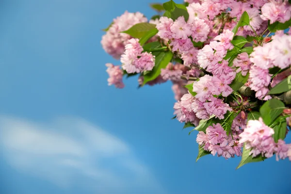 Flor da Primavera — Fotografia de Stock